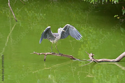 羽を大きく広げて、池の上に伸びた枝にとまったアオサギ