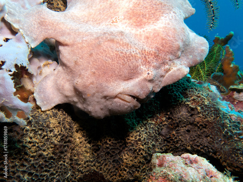 A closeup of a Frogfish camouflaged on corals Boracay Island Philippines