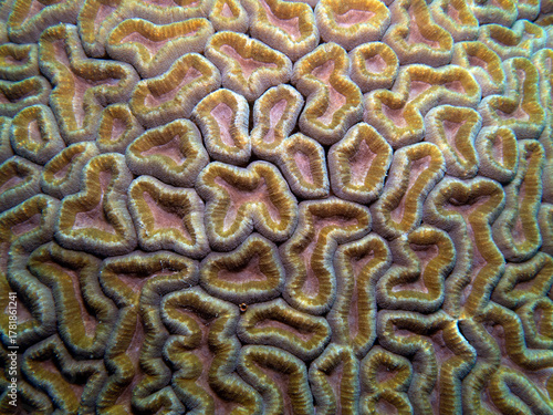 Lobophyllia coral also known as Lobo coral in a shallow reef Boracay Island Philippines