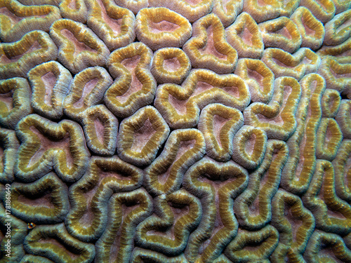 Lobophyllia coral also known as Lobo coral in a shallow reef Boracay Island Philippines