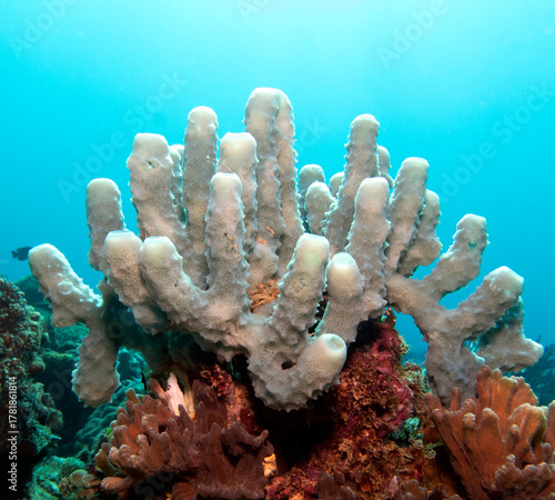 Kallypilidion sp also known as Tube sponges Boracay Island Philippines