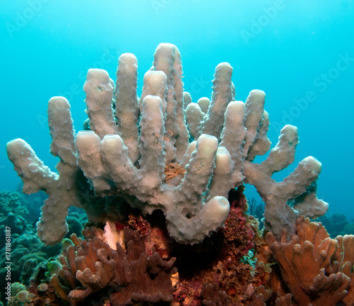 Kallypilidion sp also known as Tube sponges Boracay Island Philippines