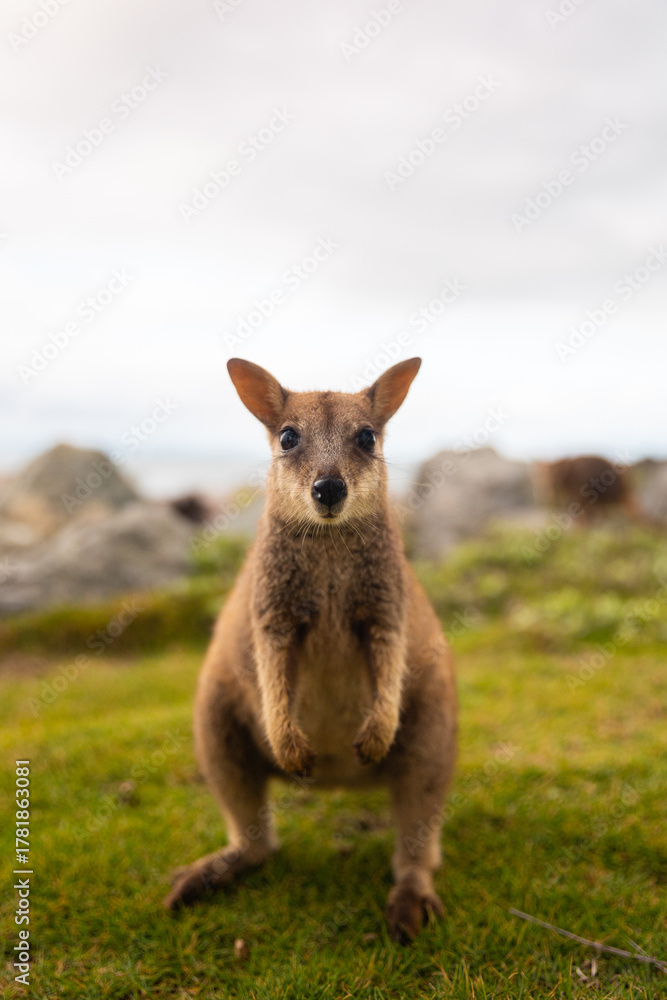 Fototapeta premium High-quality photos of wallabies and kangaroos on Magnetic Island, Australia, surrounded by green grass, grey rocks, and the ocean in the background on a cloudy day, capturing adorable wildlife in the