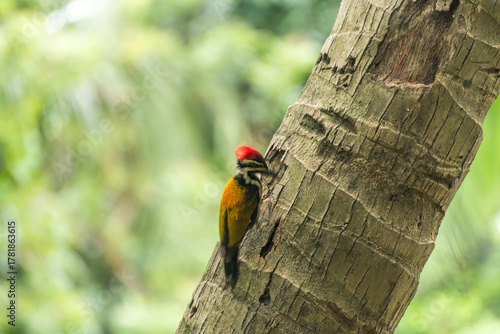 Woodpecker on coconut tree pecking tree trunk 