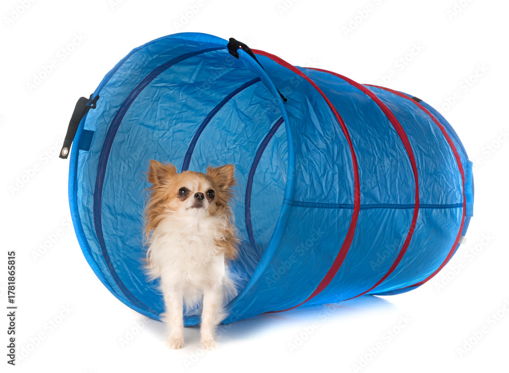 Fototapeta premium puppy chihuahua in studio