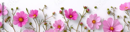 Wallpaper Mural Vibrant frame of pink cosmos flowers and buds on a clean white background Torontodigital.ca