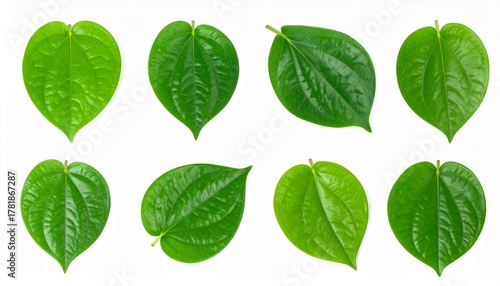 Fresh betel leaves, heart-shaped green leaves with peppery taste, isolated on clean white background.
