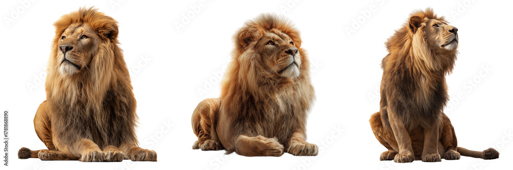 Fototapeta premium Set of Full-body lion sitting on a bright on transparent png background. Ai generated