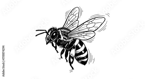 Detailed black and white drawing of a bee in flight with visible wings and striped abdomen.