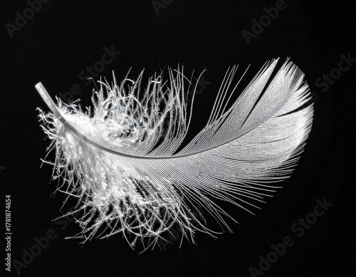 Close-up Photography of a Bird Feather Silhouette Quietly Drifting Against a Deep Black Background with Strong Backlight
