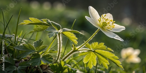 Backlit Wood Anemone Close-up Composition, Soft Light, Delicate Flower, Spring Bloom, Nature Photography, Macro, Anemone nemorosa Anemone nemorosa