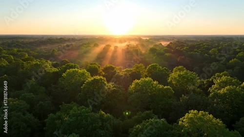 Golden hour aerial drone shot flying slowly over a vibrant green forest at sunrise with soft morning light autumn, earth, journey