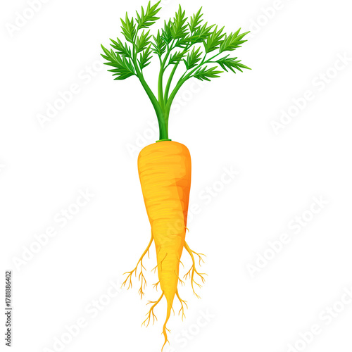 Fresh orange carrot with green leafy top and visible roots isolated on transparent background a healthy root vegetable illustration