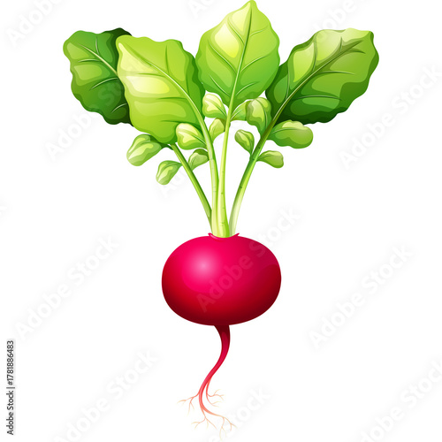 Fresh Radish Vegetable with Vibrant Green Leaves and Red Root Isolated on White Background Healthy Organic Food Ingredient