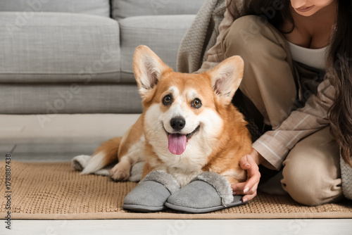 Cute Corgi dog with soft sl...