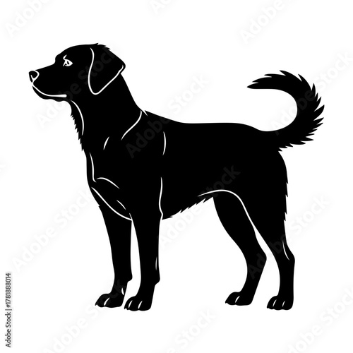 Silhouette of a standing dog looking to the side  
