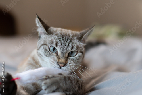 おもちゃで遊ぶ可愛い猫	