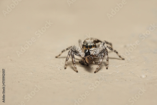 Macro Portrait of a Striped Jumping Spider (Salticidae) with Prey on a Wall