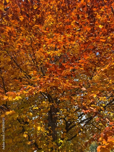 close up of autumn foliage on a tree in kocherpark Bern Switzerland