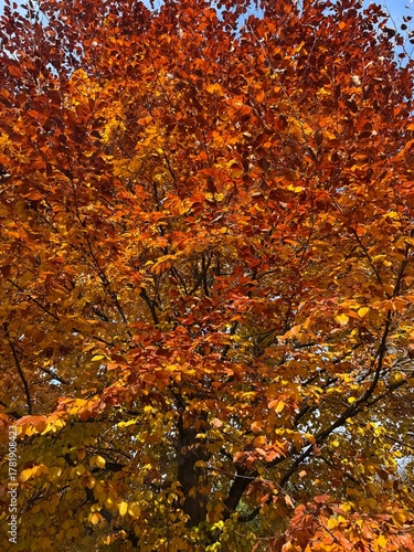 close up of autumn foliage on a tree in kocherpark Bern Switzerland