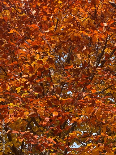 close up of autumn foliage on a tree in kocherpark Bern Switzerland