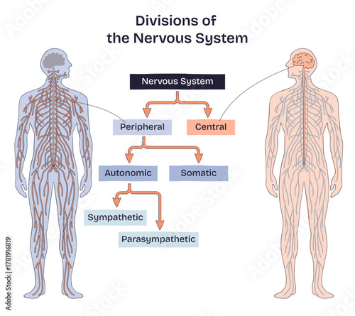 Nervous system divisions map linking central vs peripheral, with brain, spinal cord, and nerves labeled for autonomic, somatic, sympathetic, parasympathetic, transparent background.