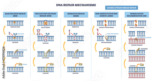 DNA repair mechanisms overview illustrates BER, NER, MMR, NHEJ, HR on DNA strands, key objects, double-strand break, polymerase, ligase, transparent background.