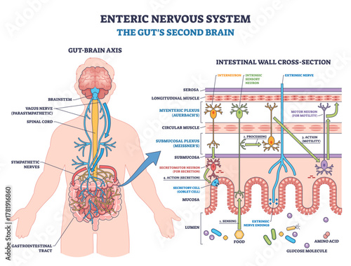 Enteric nervous system overview shows gut-brain axis with myenteric plexus, submucosal plexus, and neurons regulating motility and secretion, transparent background.
