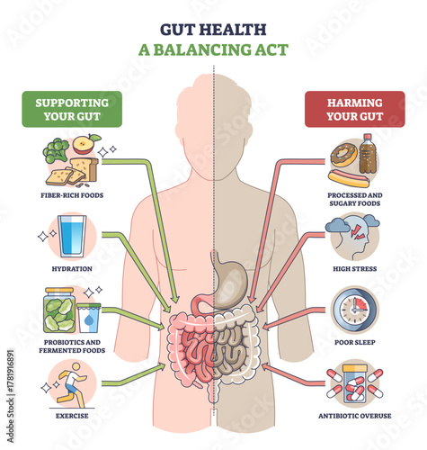Gut health balancing act shown with a human silhouette split by good vs bad habits, highlighting intestines, arrows, and stomach to explain support versus harm, transparent background.