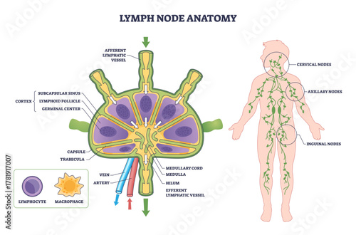 Lymph node anatomy diagram shows structure and lymph flow, highlighting cortex, medulla, and afferent-efferent vessels with body map of cervical, axillary, inguinal nodes, transparent background.