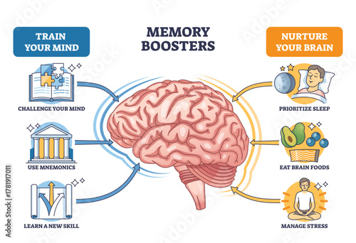Memory boosters diagram shows a brain with arrows to sleep, brain foods, and learning tips, key objects, brain, arrows, icons, transparent background.