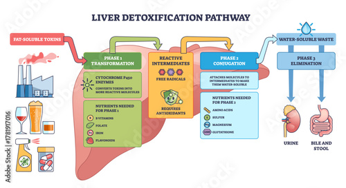 Liver detox pathway illustration shows Phase 1 3, transform toxins, conjugate, eliminate, key objects, liver, kidney, intestine with arrows, transparent background.