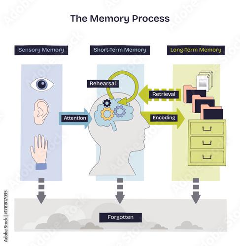 Memory process overview illustrates sensory input to short-term rehearsal and long-term storage, key objects, head silhouette, gears, file cabinet, transparent background. Doodle style diagram