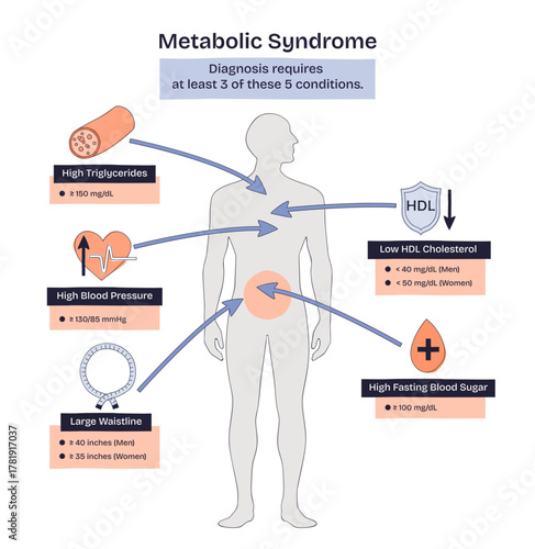 Metabolic syndrome diagram showing risk cluster, central human silhouette with arrows highlights heart, blood drop, and HDL shield, transparent background. Doodle style diagram