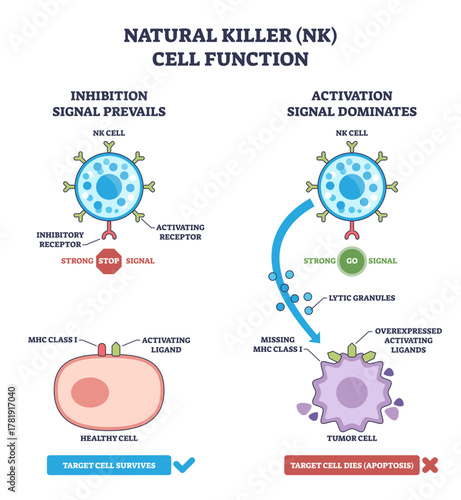 NK cell function diagram shows inhibitory vs activating signals, NK cell receptors spare healthy cell and kill tumor cell via lytic granules, transparent background.