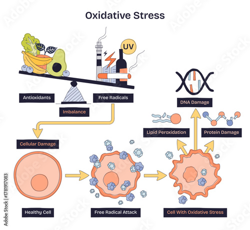 Oxidative stress diagram shows imbalance between antioxidants and free radicals, leading to cellular damage, scale, DNA helix, and damaged cell illustrate the process, transparent background.