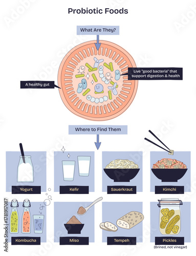 Probiotic foods brief diagram clarifies a healthy gut with good bacteria and shows sources like yogurt and kimchi for digestion support, transparent background. Doodle style diagram