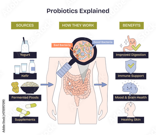 Probiotics explained, a gut health overview showing intestines under a magnifying glass with good and bad bacteria, plus sources and benefits summarized, transparent background. Doodle style diagram