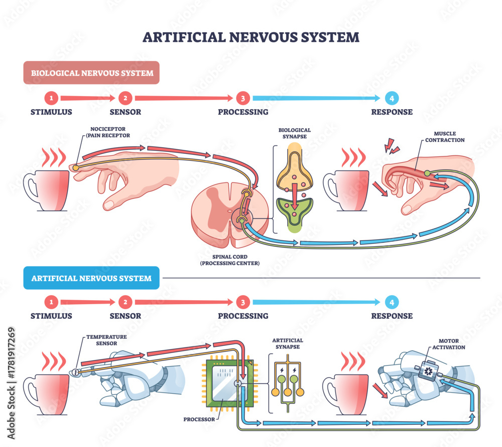 Obraz premium Artificial nervous system brief diagram compares human reflex and robotic response, shows hand, cup, processor, transparent background.
