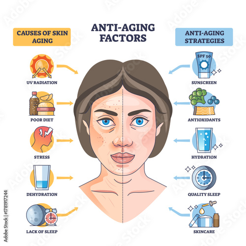Anti-aging factors diagram contrasts skin aging causes and strategies, split face, arrows, and icons show UV, diet, sleep versus sunscreen, hydration, skincare, transparent background.
