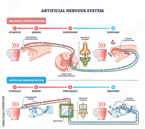 Artificial nervous system brief diagram compares human reflex and robotic response, shows hand, cup, processor, transparent background.