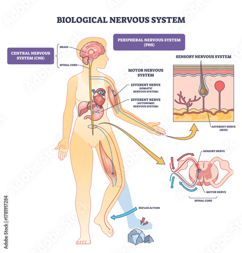 Biological nervous system shown with brain, spinal cord and peripheral nerves, explaining sensory and motor pathways, reflex action, and CNS vs PNS roles, transparent background.