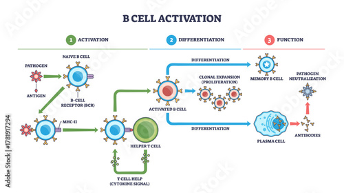 B cell activation pathway showing naive B cell, helper T cell, and antibodies, antigen signals drive clonal expansion to memory and plasma cells, transparent background.