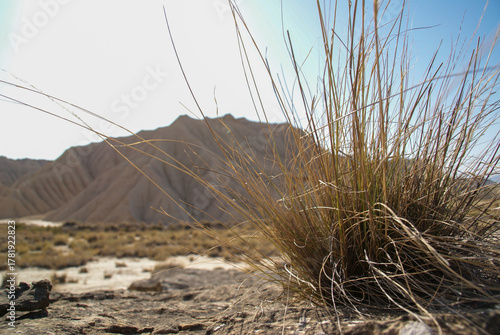Dry grass surviving bardenas reales desert landscape