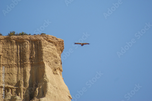 Vulture flying over desert cliff against blue sky