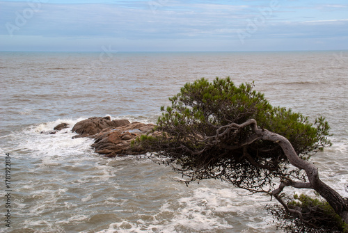 Windswept pine tree growing over ocean rocks