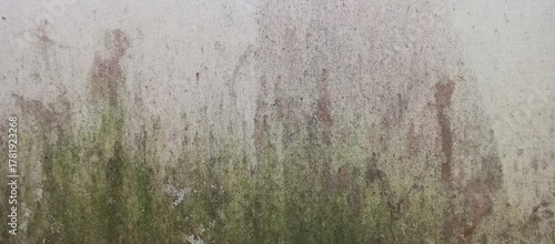 Moss and Algae Green Stain Wall Background Texture