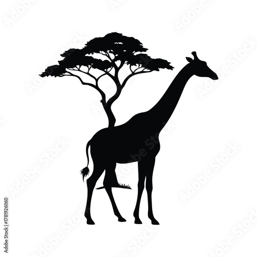Elegant giraffe silhouette under a sprawling acacia tree, African savanna wildlife scene, giraffe with tree background silhouette vector illustration