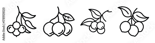 Four decorative line art sprigs featuring clusters of berries and leaves