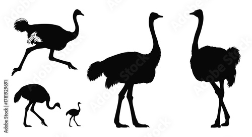 Set of ostrich silhouettes illustration of various poses isolated on white background wildlife and nature designs